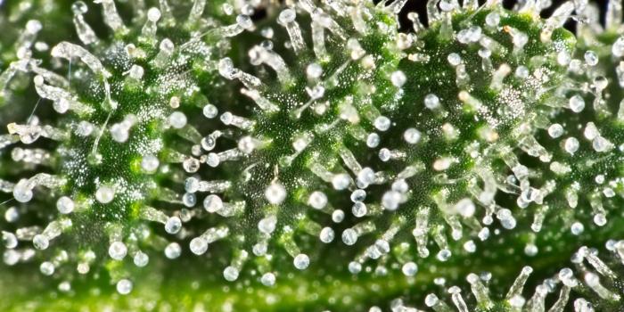 2560x2113 People's California