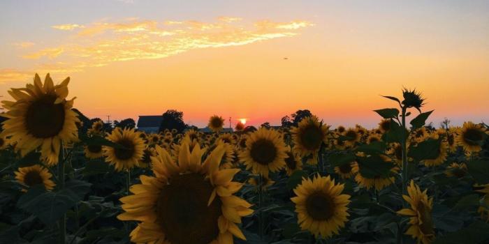 1136x852 VSCO - sunflower sunset | caitymiller | Sunflower photography