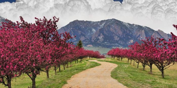 1920x1080 1920x1080 Colorado Spring Blossoms desktop PC and Mac wallpaper