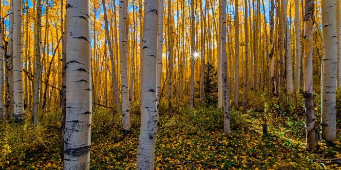 1600x1109 Download Wallpaper Autumn, Fall Color, Forest, Colorado - High