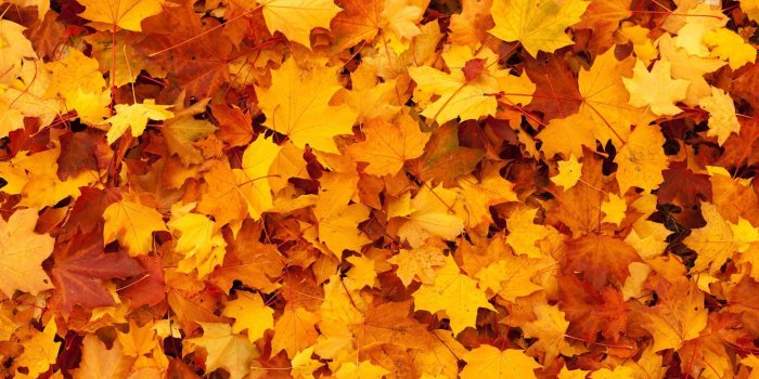 1920x1080 Thanksgiving Leaves Wallpapers - Top Free Thanksgiving Leaves