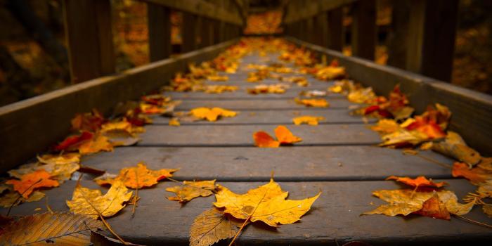 1920x1280 HD Autumn Leaves Wallpaper | Download Free - 59728 | Autumn leaves