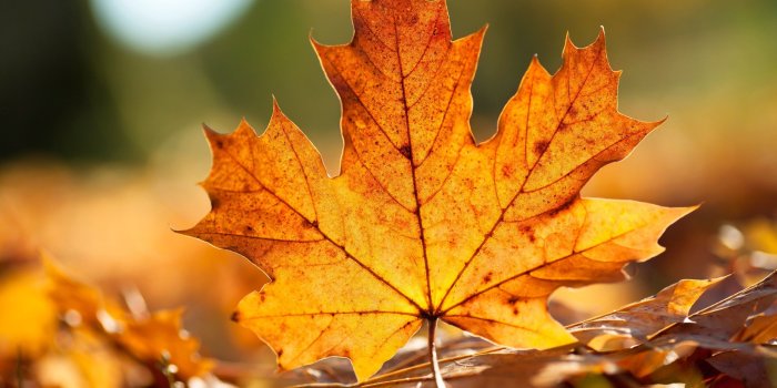 2560x1600 69+ Autumn Leaf Wallpapers on WallpaperPlay