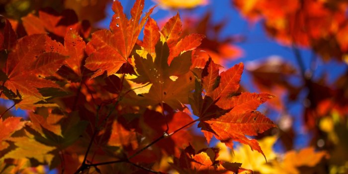 1920x1080 Wallpaper's Collection: «Autumn Leaves Wallpapers»