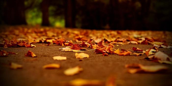 1920x1080 41 Best Free Fall Wallpapers and Backgrounds