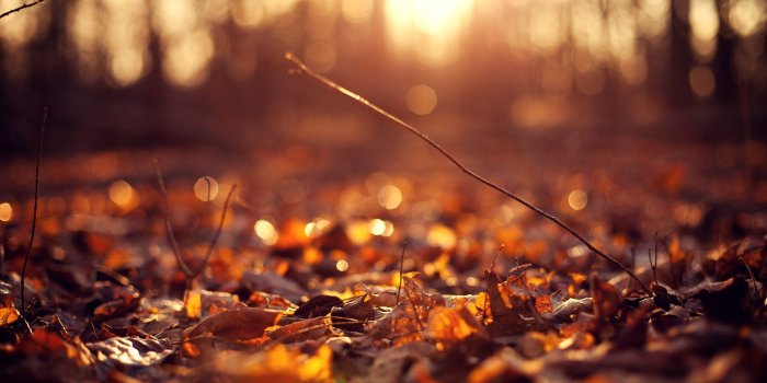 2560x1600 Fall Leaves Wallpaper Collection