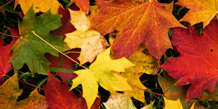 3888x2592 Autumn Leaves Wallpaper - 3888x2592 Wallpaper - Ecopetit.cat