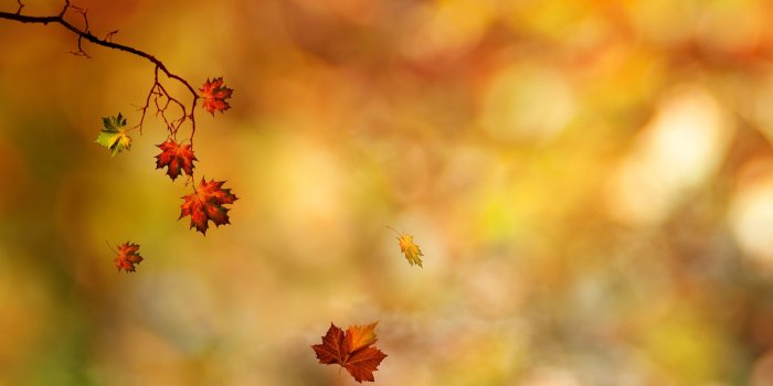 2560x1600 Best 54+ Falling Leaves Wallpaper on HipWallpaper | Fall Leaves