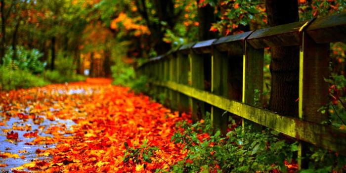 1920x1200 Fall Leaves Wallpaper HD (62+ images)