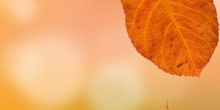 1440x2560 Autumn Leaves Wallpaper - iPhone, Android & Desktop Backgrounds