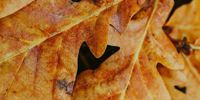 910x1365 HD wallpaper: Autumn leaves on the ground, yellow, mobile