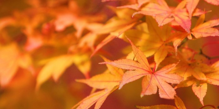 1920x1200 Best 48+ Leaves Wallpaper on HipWallpaper | Fall Leaves Wallpaper
