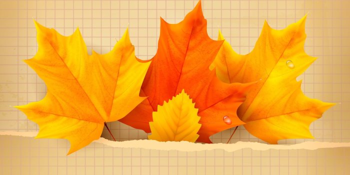 2880x1800 3 Beautiful Autumn Leaves Wallpaper - Autumn (#305767) - HD