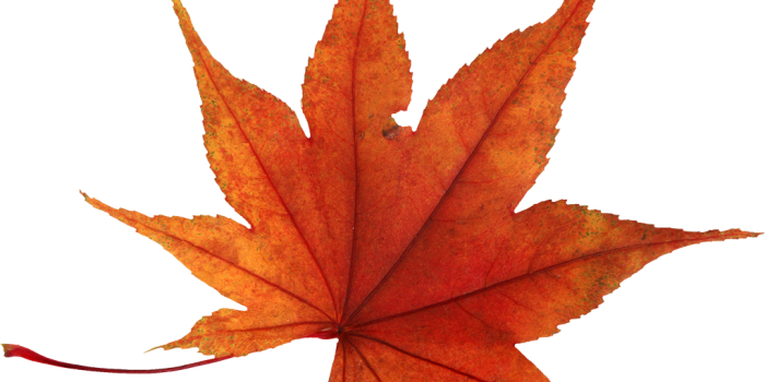 1021x847 PC mob, interesting wallpaper, Autumn leaves