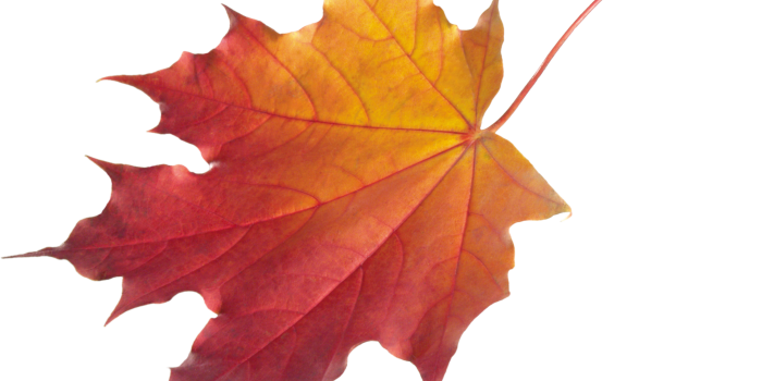 3101x2136 Autumn Leaves HD PNG Transparent Autumn Leaves HD.PNG Images