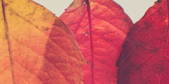 1242x2688 Fall scenes and Thanksgiving iPhone wallpapers