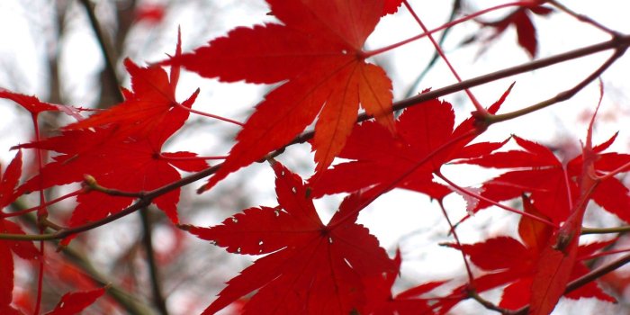 1600x1200 Autumn Blaze Red Maple Leaf < Nature < Life < Desktop Wallpaper