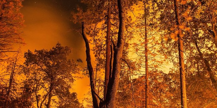 910x1364 HD wallpaper: forest fire, wildfire, blaze, silhouettes