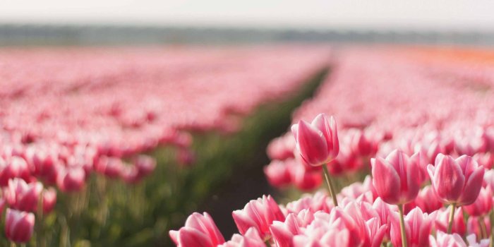 2560x1600 1000+ Best tulip Mac Wallpapers Free HD Download - AllMacWallpaper