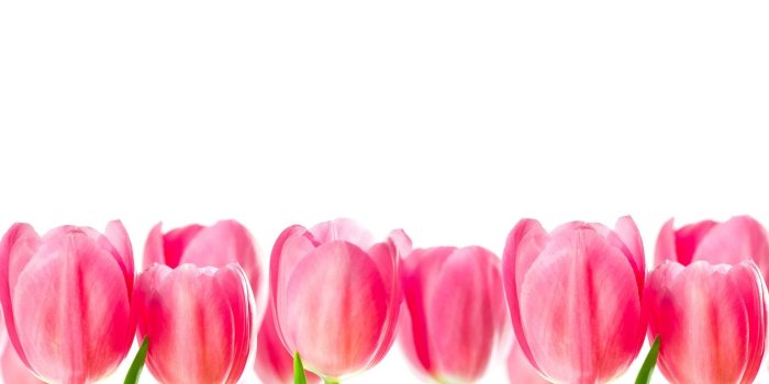 1920x1200 Pink Tulips Images ~ Photographs Wallpapers Ideas | Fondos de