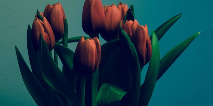 2560x1600 Tulips Vintage Mac Wallpaper Download | AllMacWallpaper