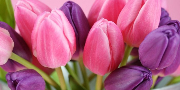 1920x1440 70+ Pink Tulip Wallpapers on WallpaperPlay