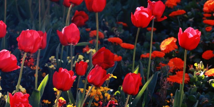 2560x1600 Red Tulips Mac Wallpaper Download | AllMacWallpaper