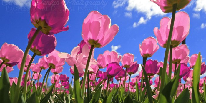 3000x1879 Pink Tulips Wallpaper ·① WallpaperTag