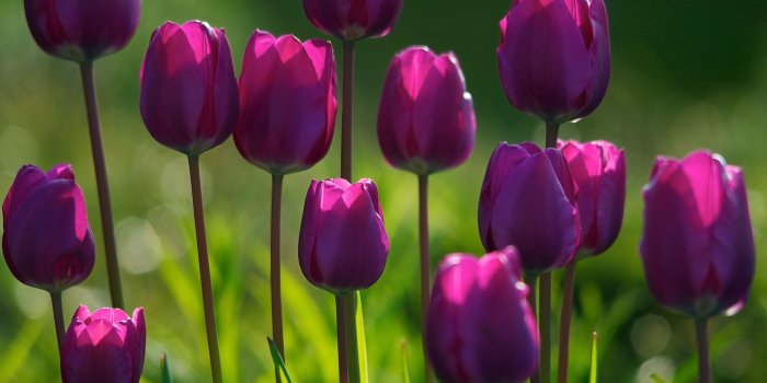2560x1600 Purple Tulips Ultra HD Desktop Background Wallpaper for 4K UHD TV