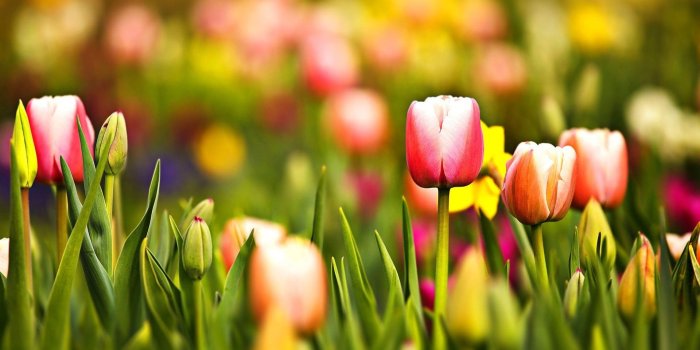 1920x1080 Tulip Wallpapers ·① WallpaperTag