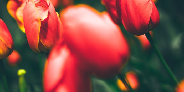 2732x2732 nn01-tulips-red-flower-nature-spring-wallpaper