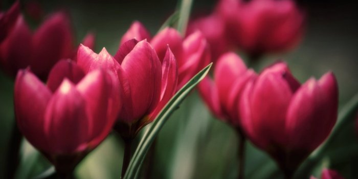 2560x1573 Beautiful Tulips, pink tulip flowers, Nature, Flowers, Dark
