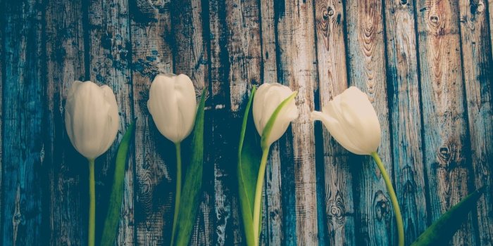 1440x900 Download 1440x900 White Tulips, Wood, Stem Wallpapers for MacBook