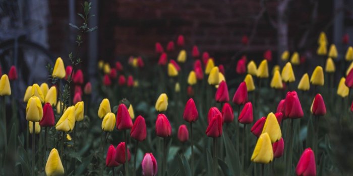 1440x900 Download 1440x900 Colorful Tulips Wallpapers for MacBook Pro 15