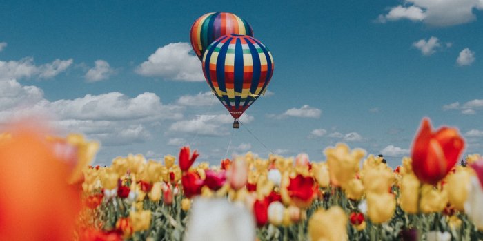 2560x1600 Air ballons over a field of tulips HD Wallpaper 13