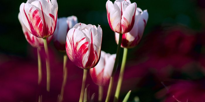 1920x1080 Rose Tulips Chromebook Wallpaper