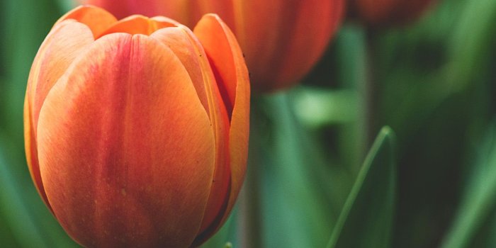 1242x2208 mt99-flower-tulip-red-love-nature-wallpaper