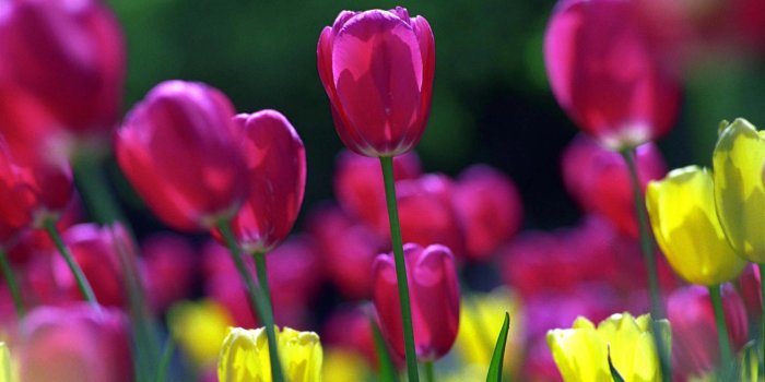 1920x1200 Background, computer, tulips, desktop, photo, wallpapers (#61781)