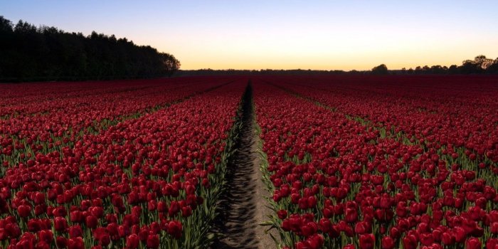 1440x900 Download 1440x900 Red Tulips, Field, Landscape Wallpapers for