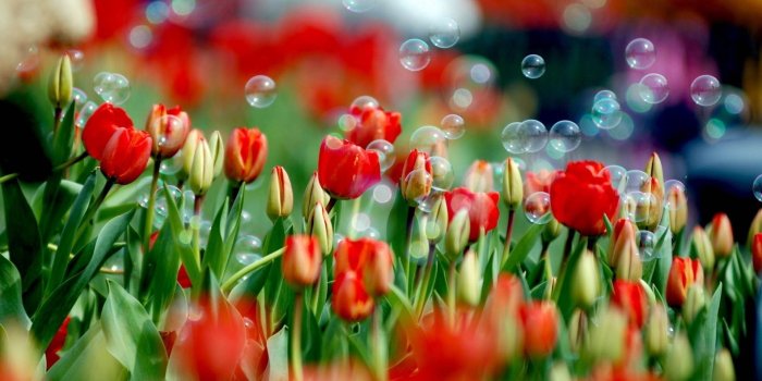 1920x1080 Tulips, flowers, stems, HD wallpaper | Wallpaperbetter