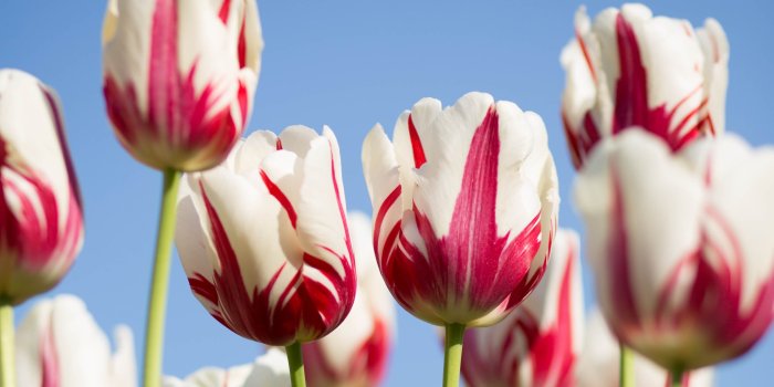 3840x2400 Download wallpaper: Red white tulips 3840x2400