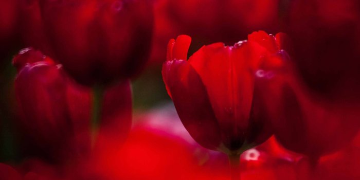 2560x1600 1000+ Best tulip Mac Wallpapers Free HD Download - AllMacWallpaper