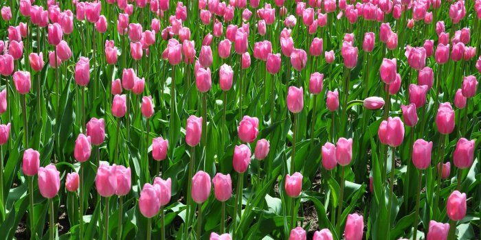 2560x1600 70+ Pink Tulip Wallpapers on WallpaperPlay