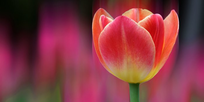 3840x2160 Ragini on Nature | Tulips, Red tulips, Flowers