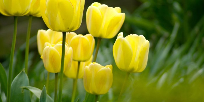 1920x1200 Tulip Flower Wallpaper (67+ images)