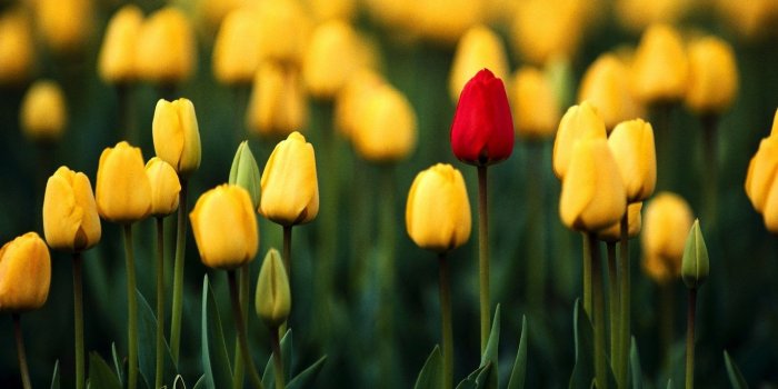 1920x1080 Tulip Wallpapers ·① WallpaperTag