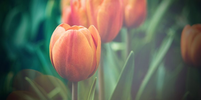 3840x2400 mu00-flower-tulip-green-vignette-love-nature - Papers.co