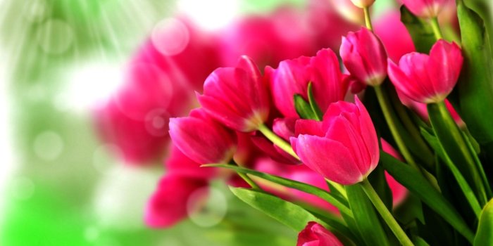1920x1200 Tulips - Flowers Wallpaper (33698295) - Fanpop
