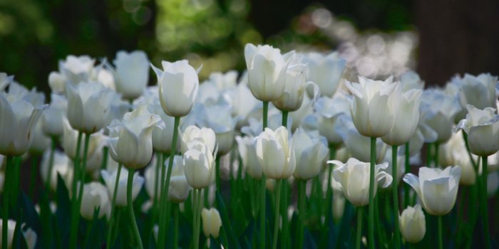 2560x1600 1000+ Best tulip Mac Wallpapers Free HD Download - AllMacWallpaper