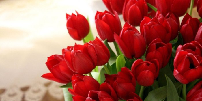 1920x1200 Red Tulip Wallpaper ·① WallpaperTag